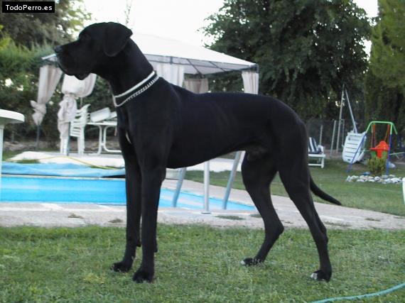 Foto del perro Hector