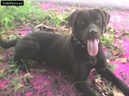 La foto del perro Goyo Foto del perro Goyo