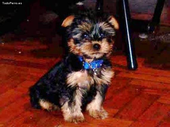 La foto del perro Will Foto del perro Will