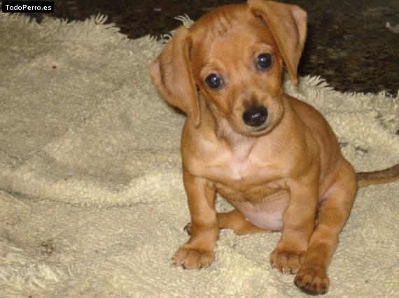 Foto del perro Sushi