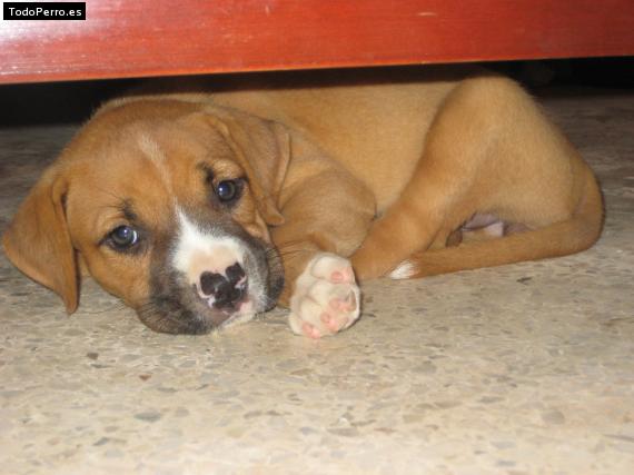 Foto del perro Candy