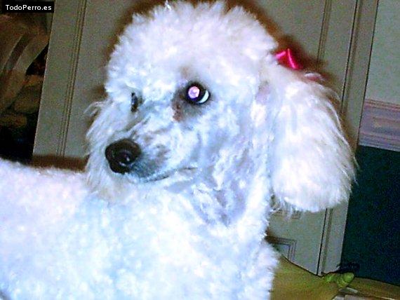 Foto del perro Sissy