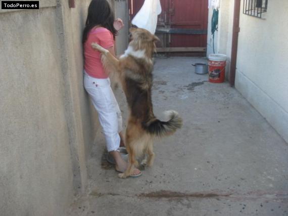 La foto del perro