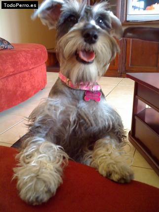 La foto del perro Pitusha Foto del perro Pitusha