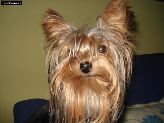 La foto del perro