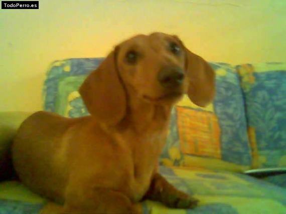 Foto del perro Harry