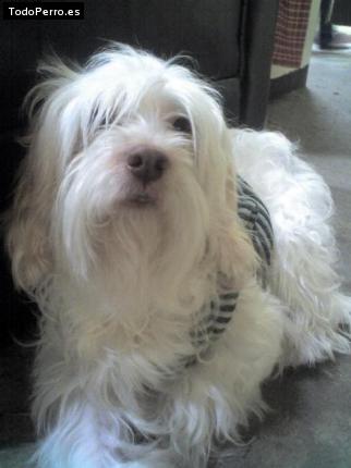 Foto del perro Shagui
