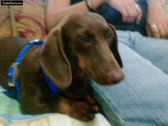 Foto del perro Reyna