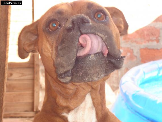 La foto del perro Ian Foto del perro Ian