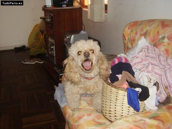 Foto del perro Jamie