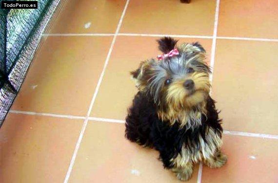 La foto del perro Gina Foto del perro Gina