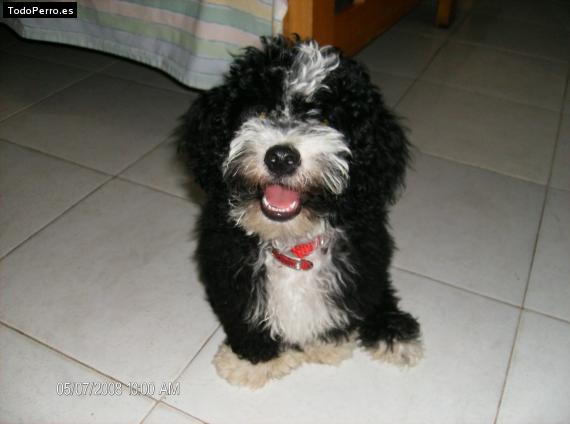 Foto del perro Ruggy