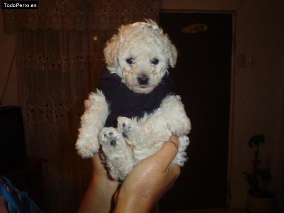 Foto del perro Sofii