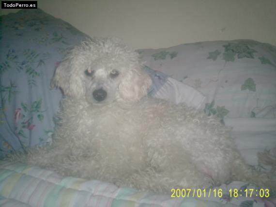 Foto del perro Samanta