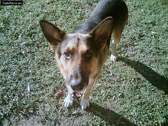 Foto del perro Jerry