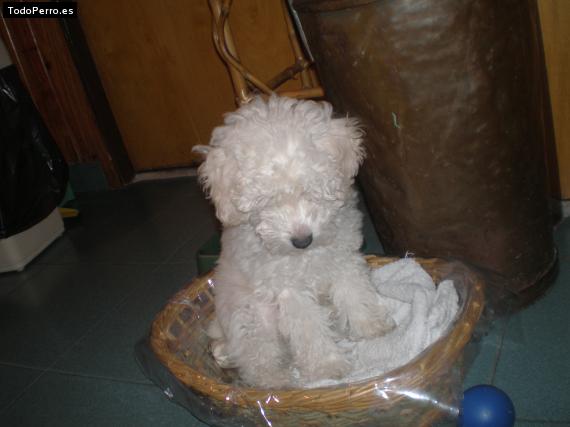 Foto del perro Chicho