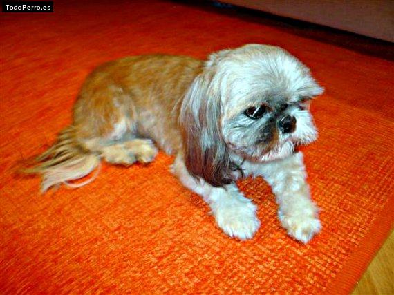 Foto del perro Iwak
