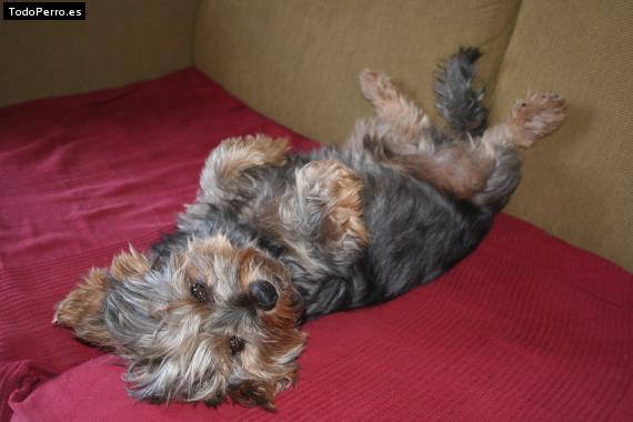 La foto del perro
