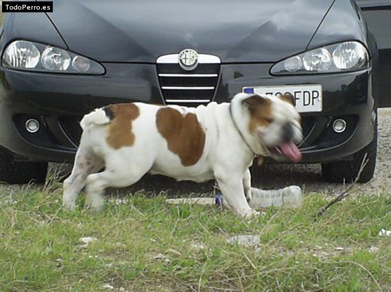 Foto del perro Roma