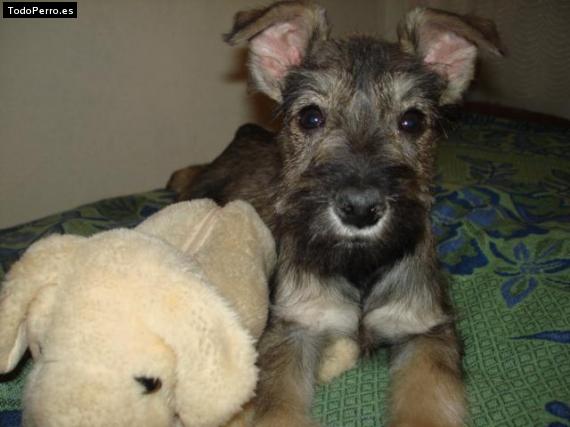 La foto del perro Golfo Foto del perro Golfo