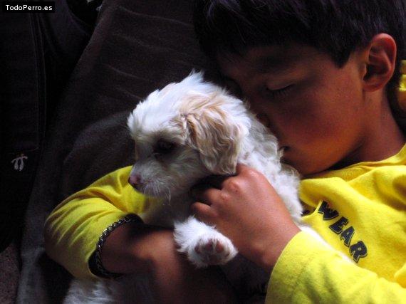 La foto del perro Candy Foto del perro Candy