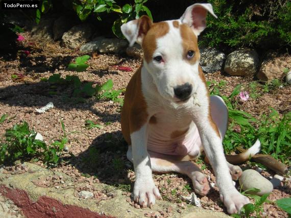 La foto del perro Golfo Foto del perro Golfo