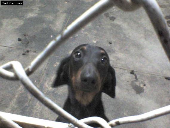 Foto del perro Tobias