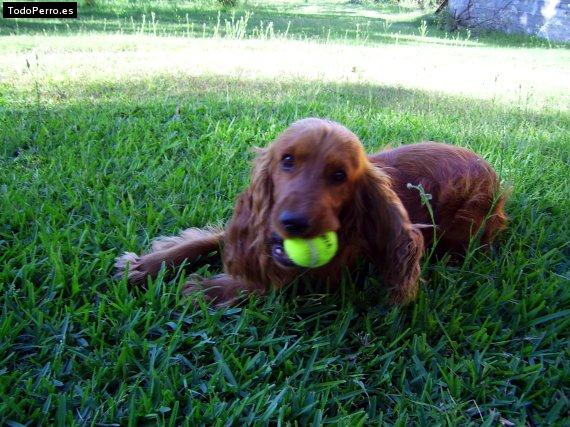 Foto del perro Hunter