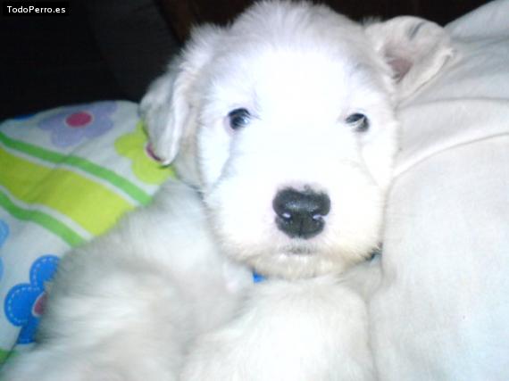 La foto del perro Moota Foto del perro Moota