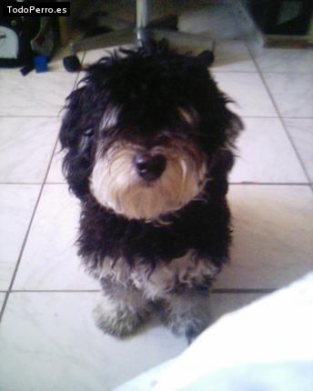 Foto del perro Rocky