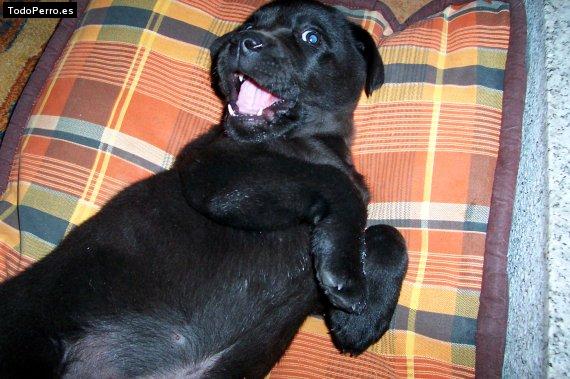 La foto del perro Caruso Foto del perro Caruso