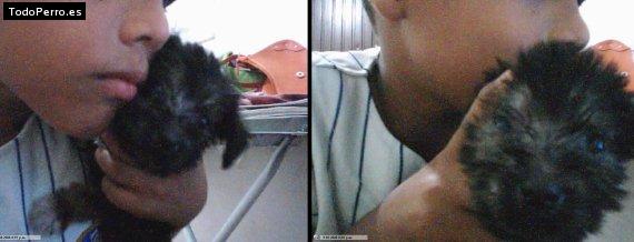Foto del perro Cleo