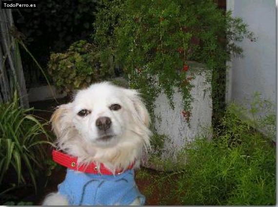 La foto del perro Kika Foto del perro Kika