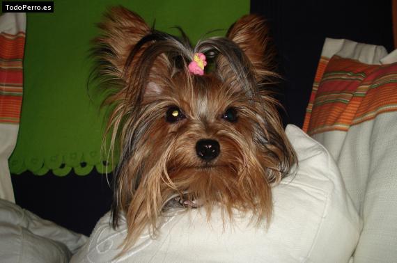 La foto del perro
