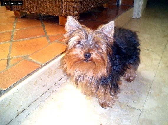 La foto del perro Gina Foto del perro Gina