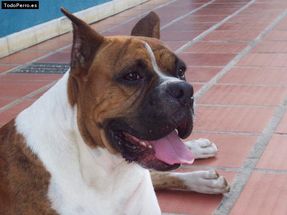 Foto del perro Tuxon