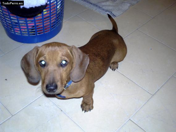 Foto del perro Tomas
