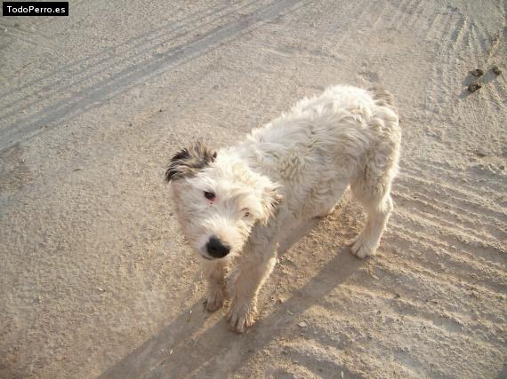 La foto del perro Kumal Foto del perro Kumal