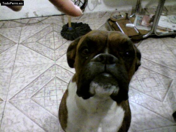 La foto del perro Iaco Foto del perro Iaco