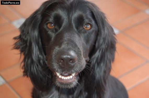 Foto del perro Nuca
