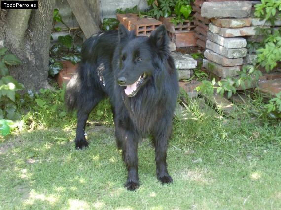 Foto del perro Indio