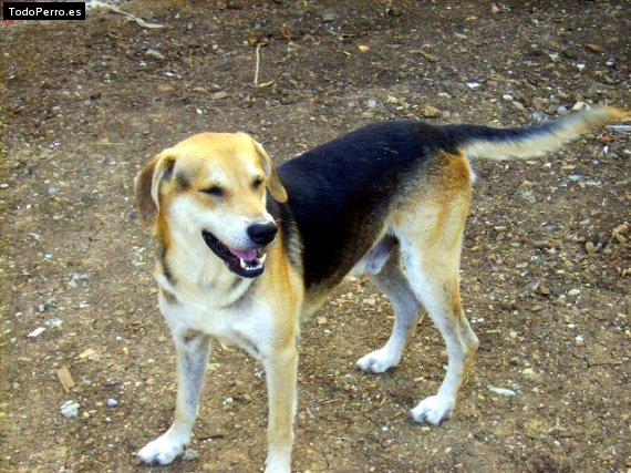 La foto del perro Dobi Foto del perro Dobi