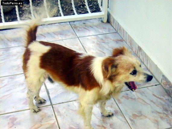 La foto del perro Cano padilla Foto del perro Cano padilla