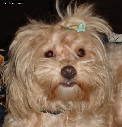 Foto del perro Malena