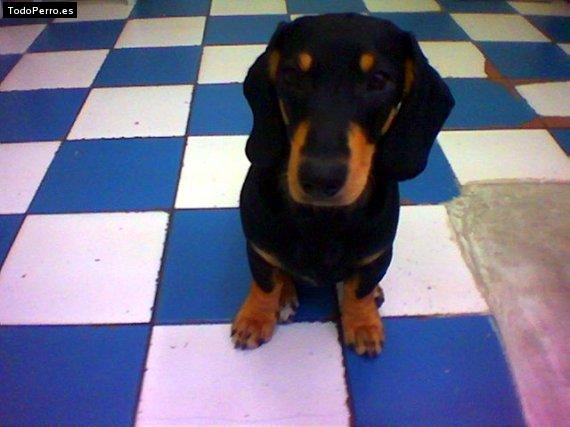 Foto del perro Julia