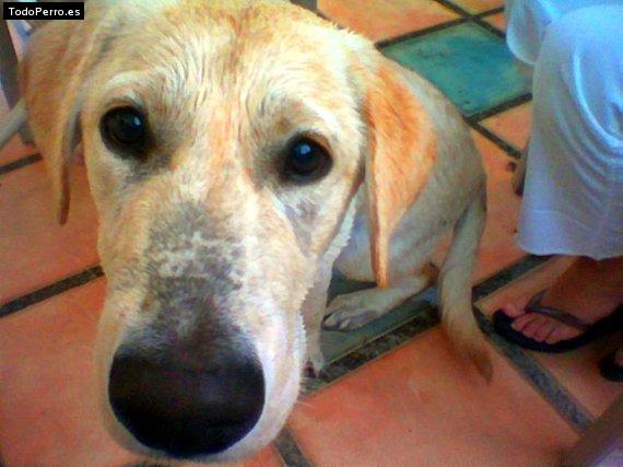 Foto del perro Samuel 