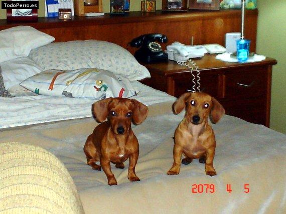 Foto del perro Brickell