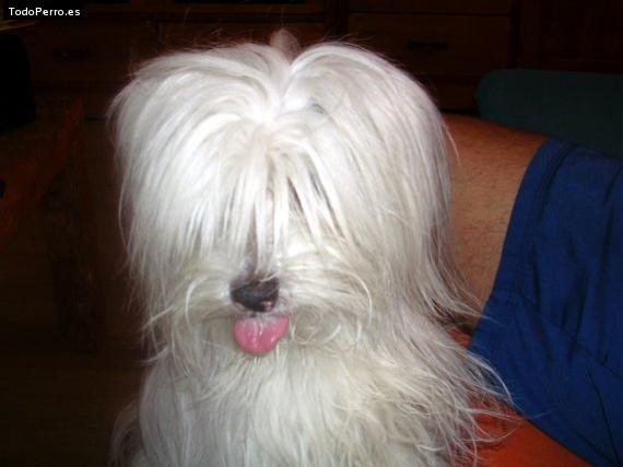 Foto del perro Smed