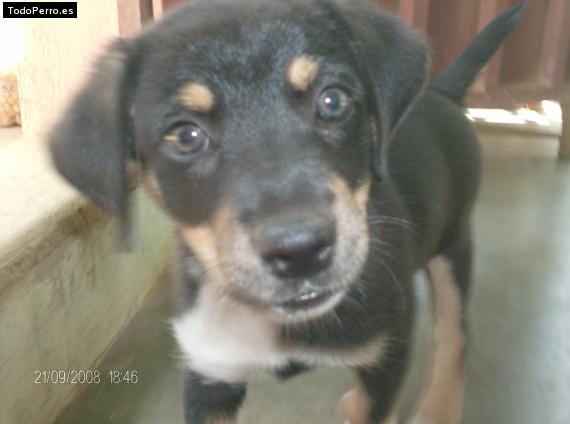 La foto del perro Kaissel Foto del perro Kaissel