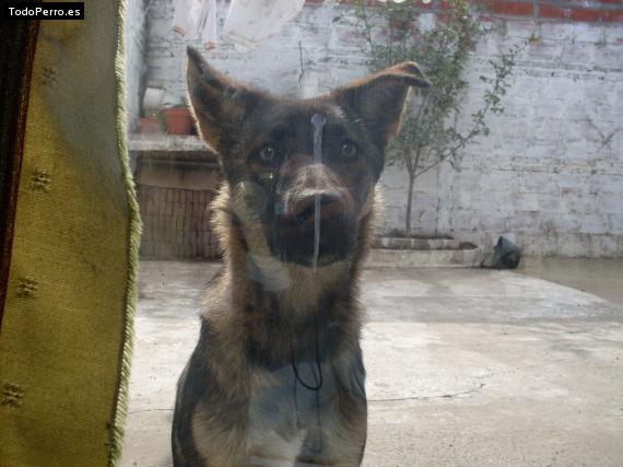 La foto del perro Pupy Foto del perro Pupy